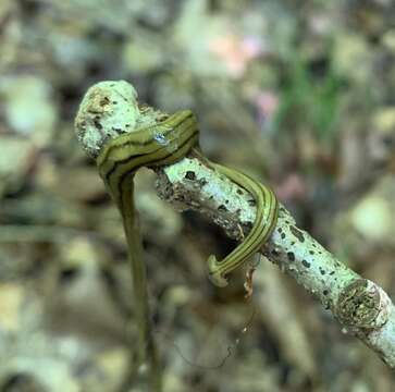 Image of Diversibipalium multilineatum (Makino & Shirasawa 1983)