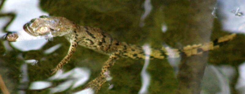 Image of Belize Crocodile