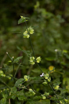 Image of Dicliptera heterostegia Nees