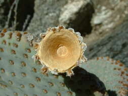 صورة Opuntia basilaris var. basilaris