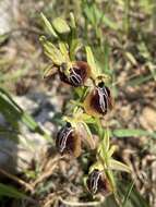 Image of Ophrys sphegodes subsp. aesculapii (Renz) Soó ex J. J. Wood