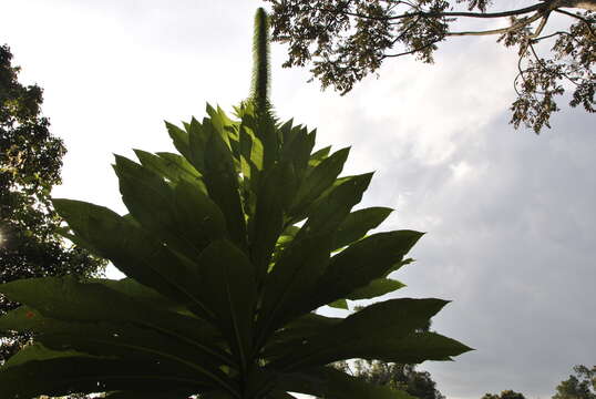 Image of Lobelia giberroa Hemsl.