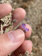 Trichostema ovatum Curran resmi