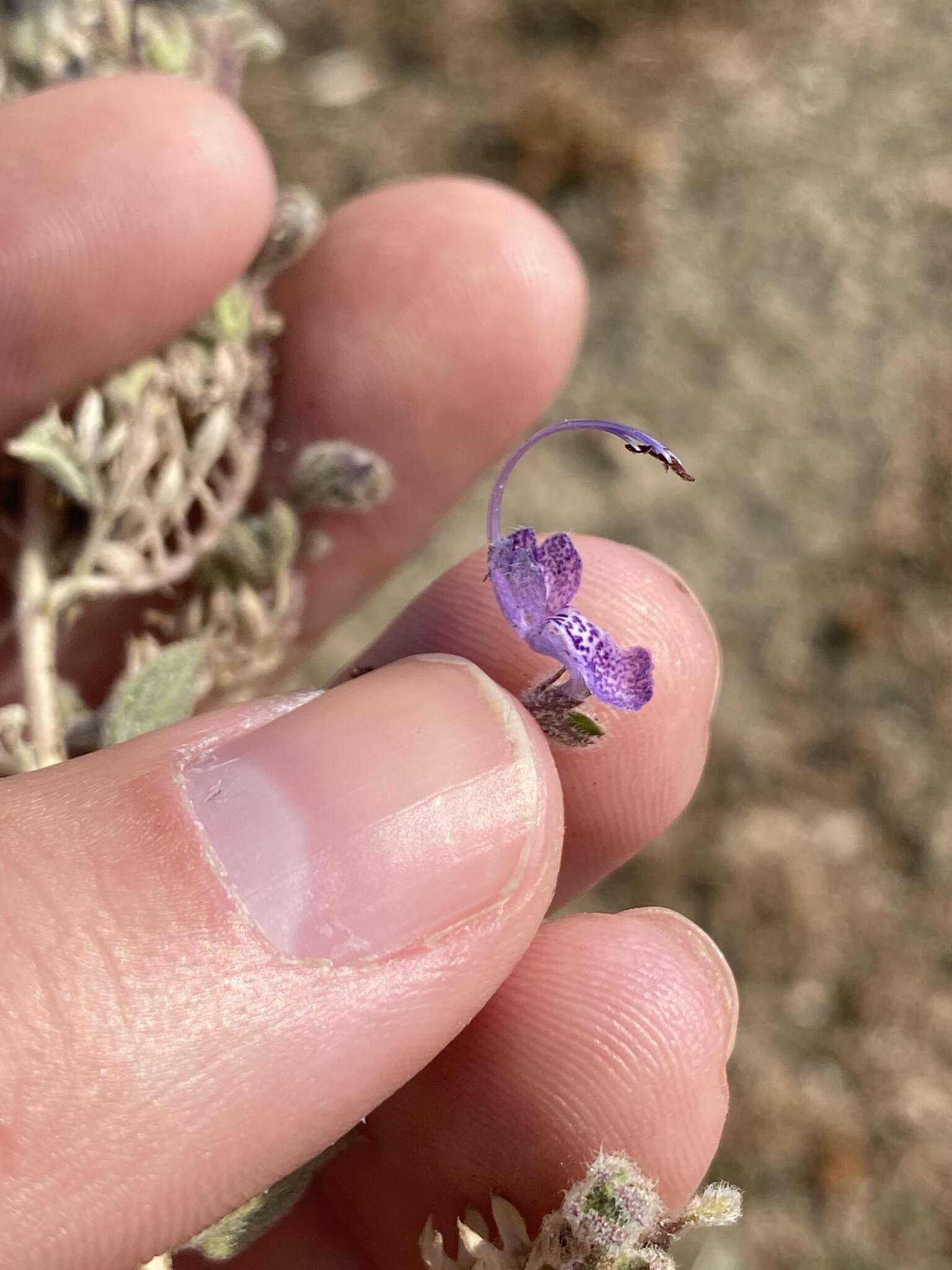 Trichostema ovatum Curran resmi