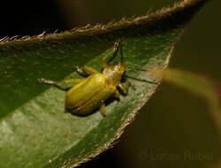 Sivun Chlorolochmaea kuva