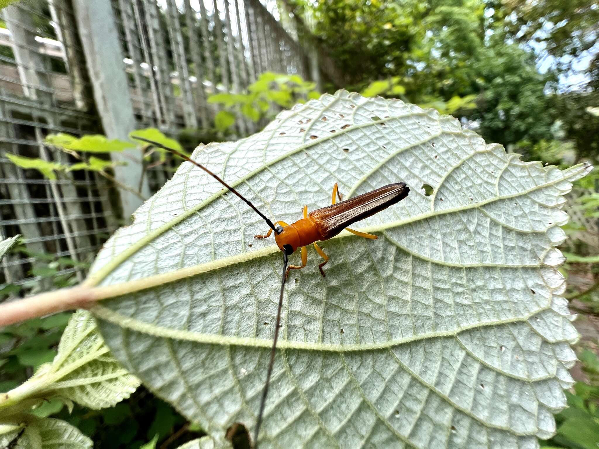 Image of Oberea fuscipennis (Chevrolat 1852)