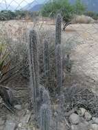 Image of Pachycereus hollianus (F. A. C. Weber) Buxb.