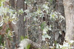 Image of Eucalyptus nortonii (Blakely) L. A. S. Johnson