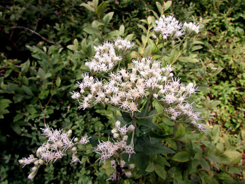 Image of rough boneset