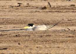 Image of Yellow-billed Tern