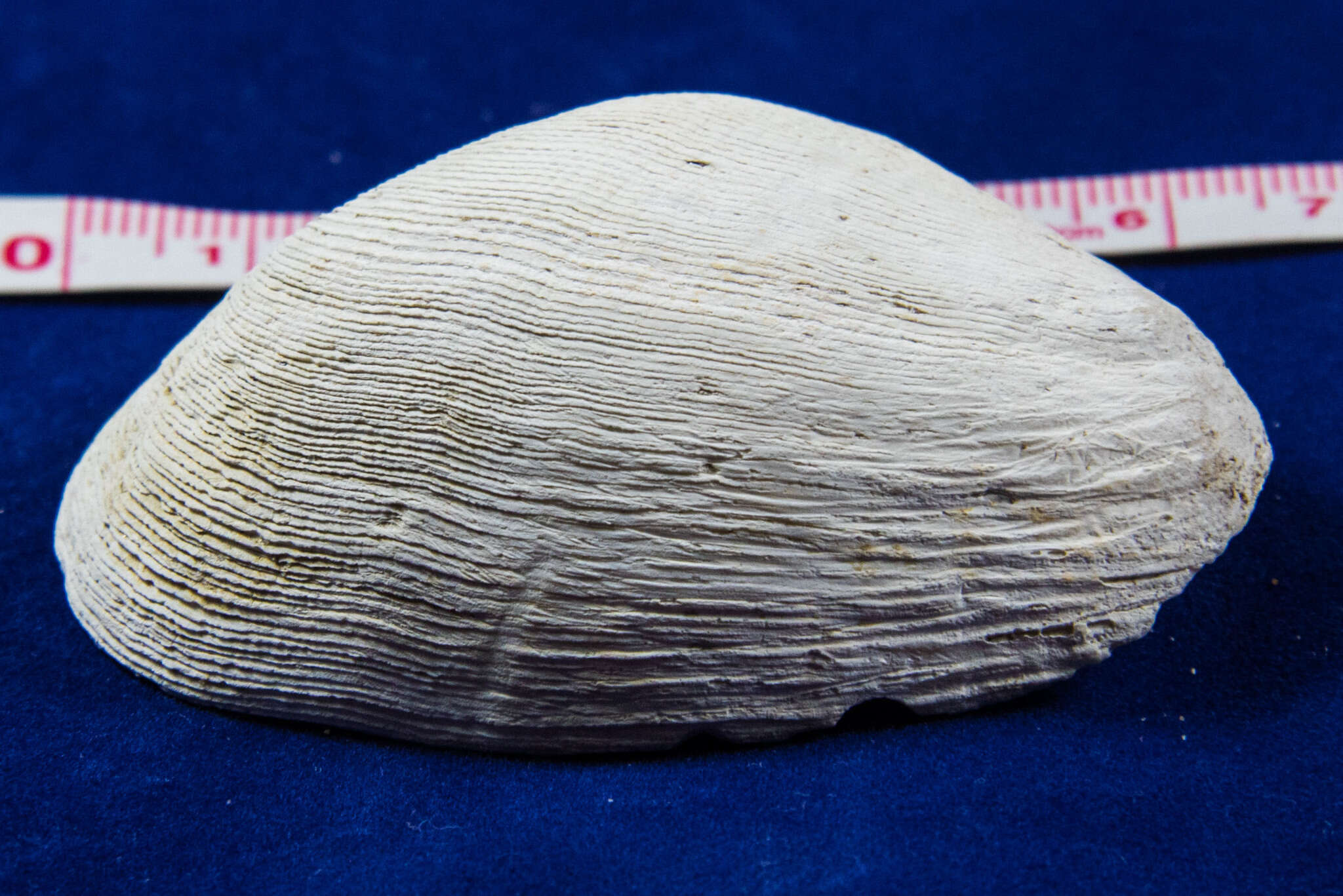 Image of Platyodon cancellatus (Conrad 1837)