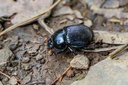 Image of Phelotrupes (Eogeotrupes) formosanus (Miwa 1930)