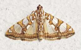 Glyphodes sibillalis Walker 1859 resmi