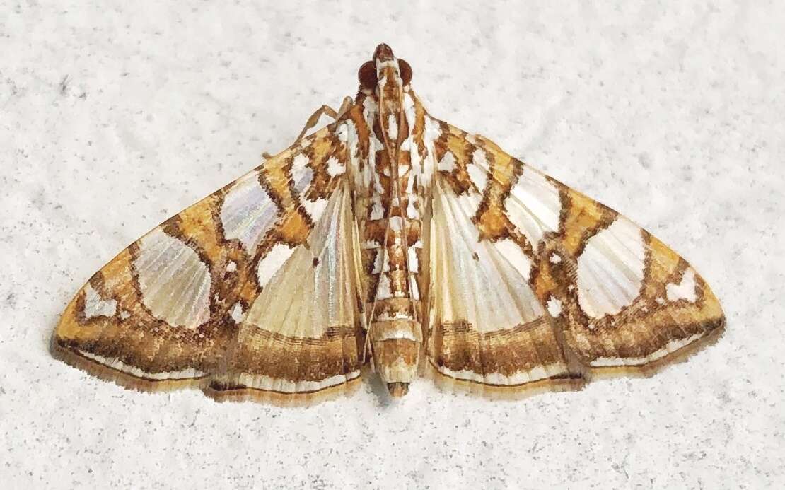 Image of Mulberry Leaftier Moth