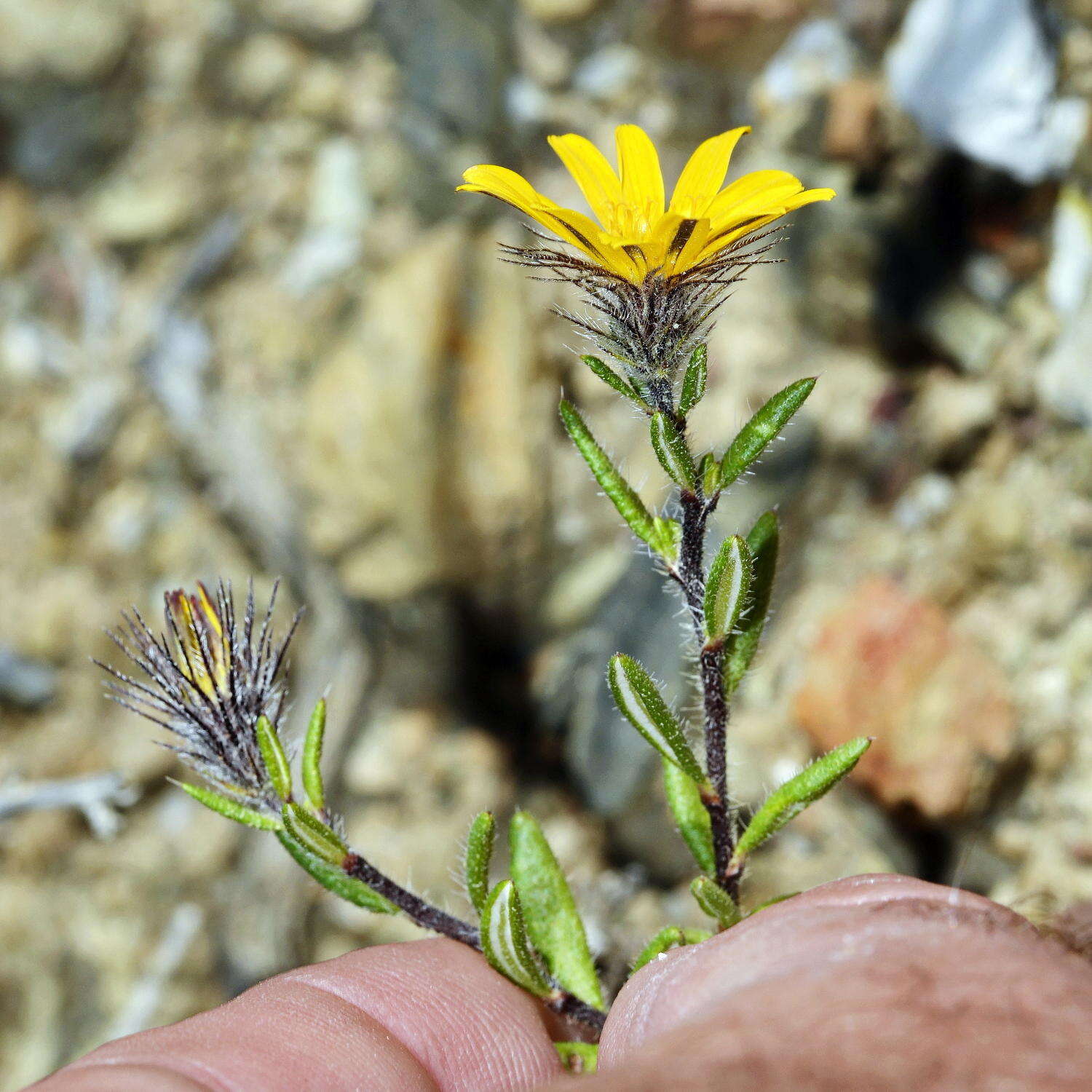 Imagem de Hirpicium integrifolium (Thunb.) Less.