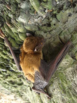 Image of Asiatic Lesser Yellow House Bat