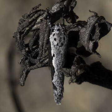 Image of Ethmia arctostaphylella Walsingham 1880