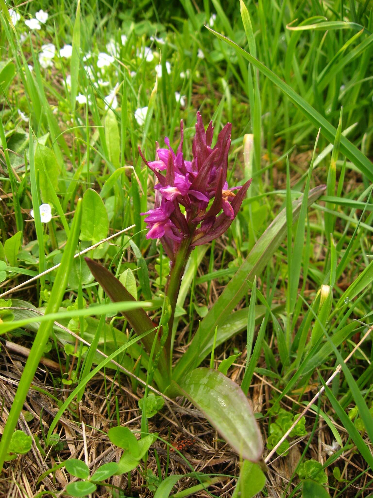 Image de Dactylorhiza romana subsp. georgica (Klinge) Soó ex Renz & Taubenheim