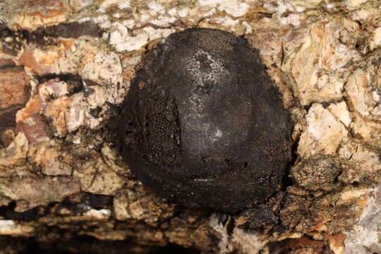 صورة Pseudocosmospora rogersonii C. S. Herrera & P. Chaverri 2013