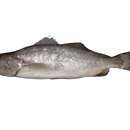 Image of Scalyfin corvina