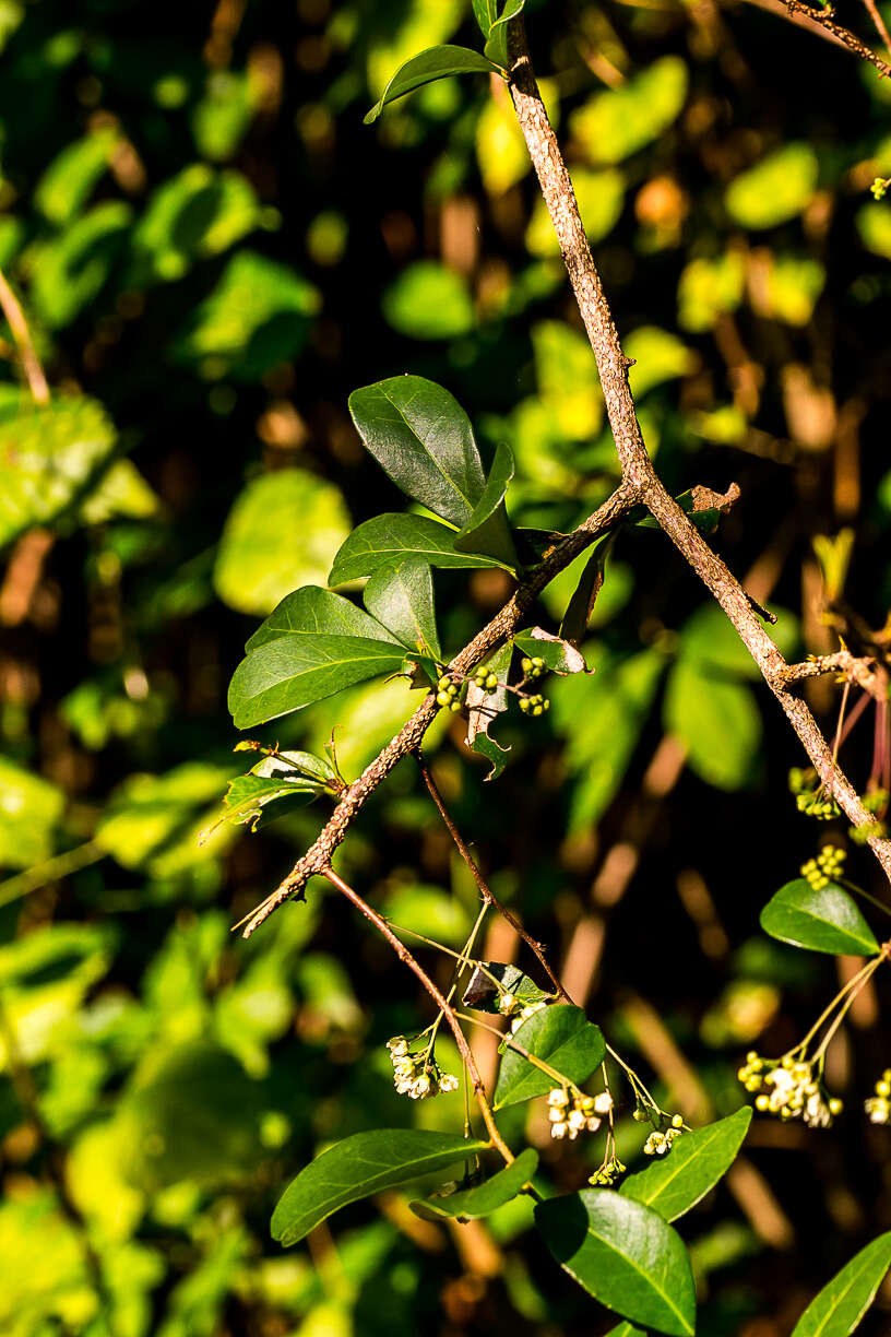 Putterlickia verrucosa (E. Mey. ex Sond.) Sim的圖片