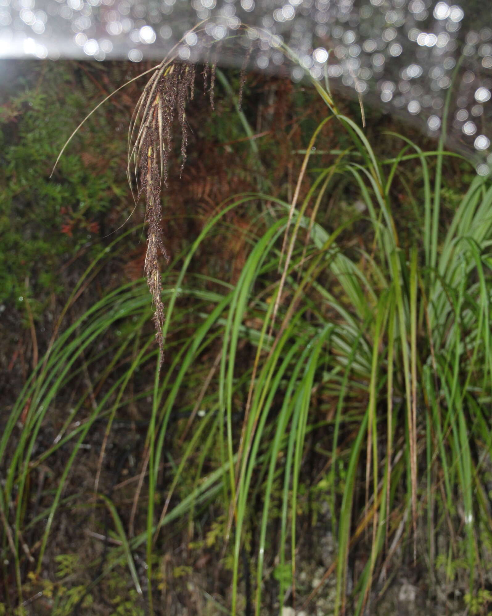 Imagem de Gahnia setifolia (A. Rich.) Hook. fil.