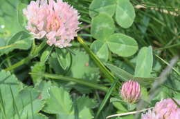 Image of Western Clover