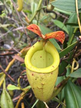 Image of Madagascar pitcher plant