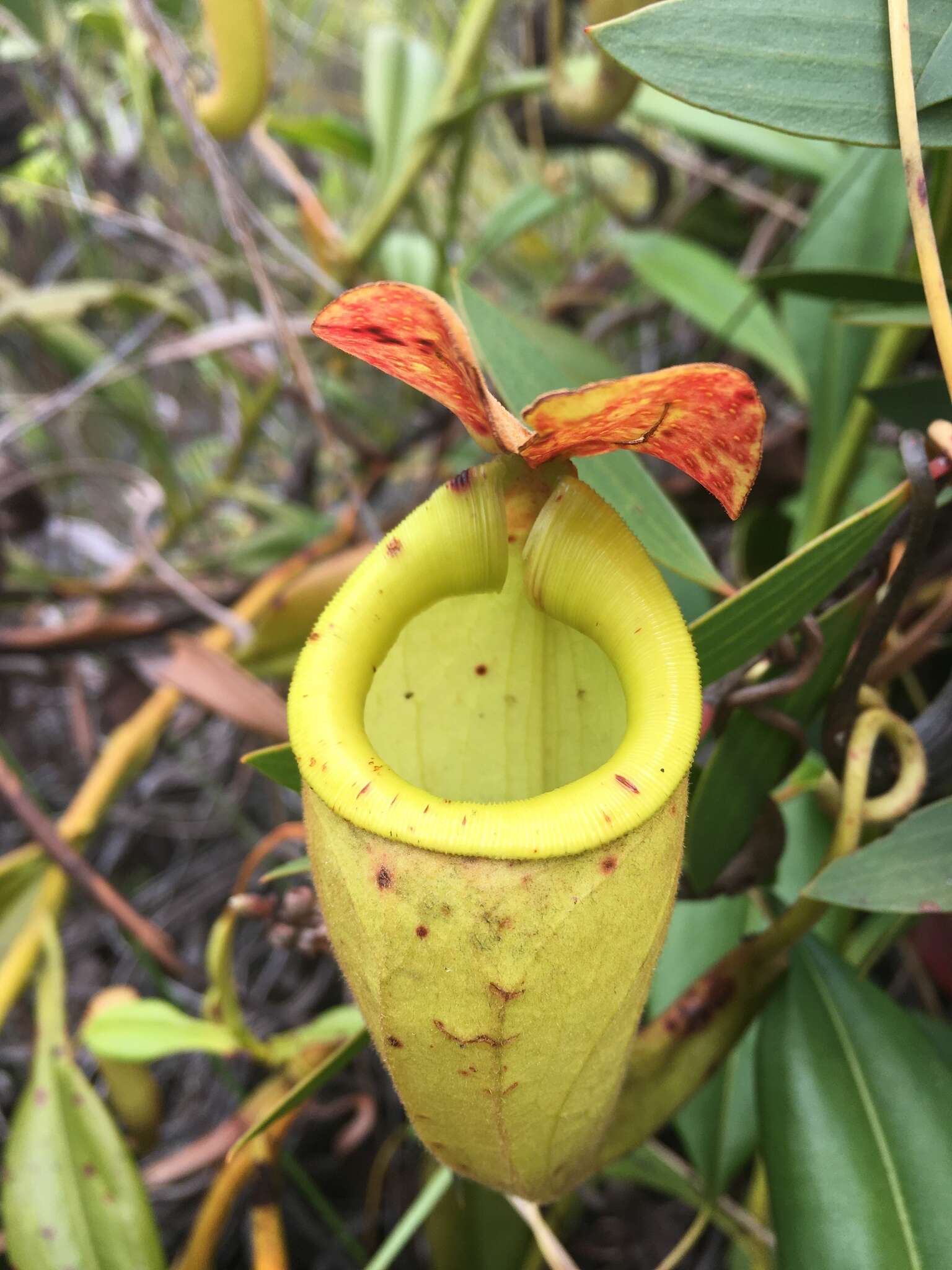 Image of Madagascar pitcher plant