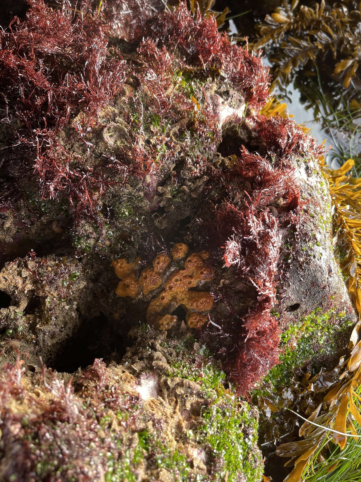 Imagem de Aiolochroia thiona (Laubenfels 1930)