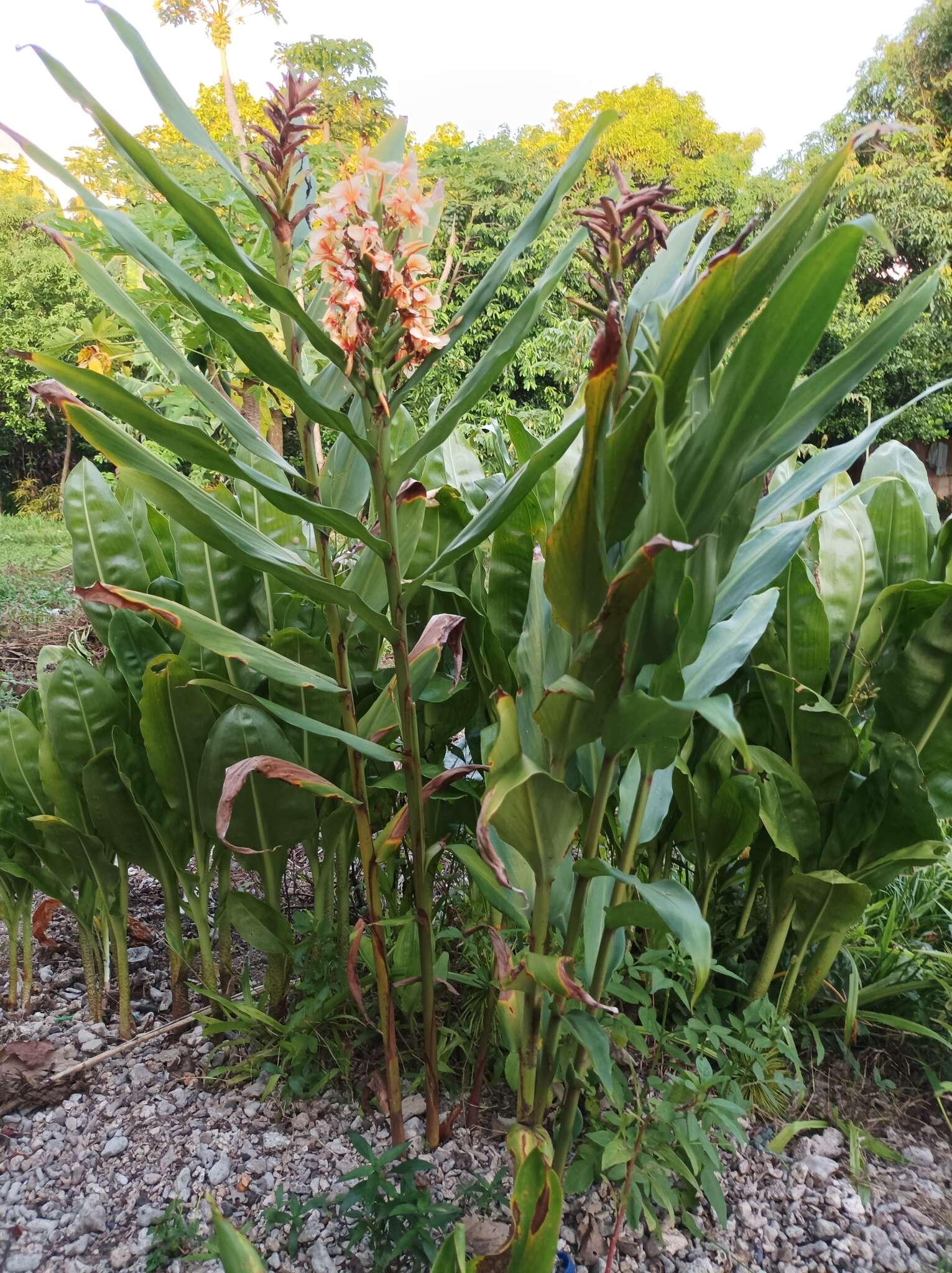 Слика од Hedychium coccineum Buch.-Ham. ex Sm.