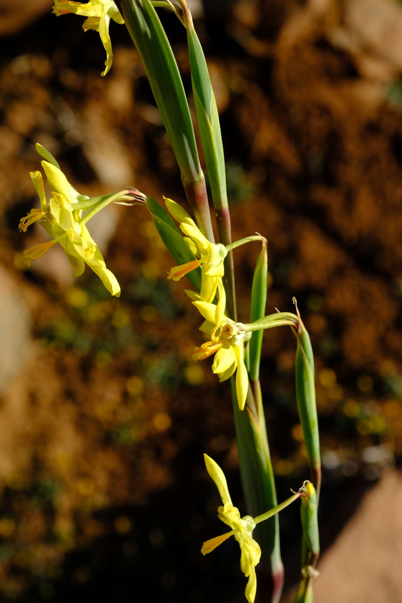 Image of Moraea reflexa Goldblatt