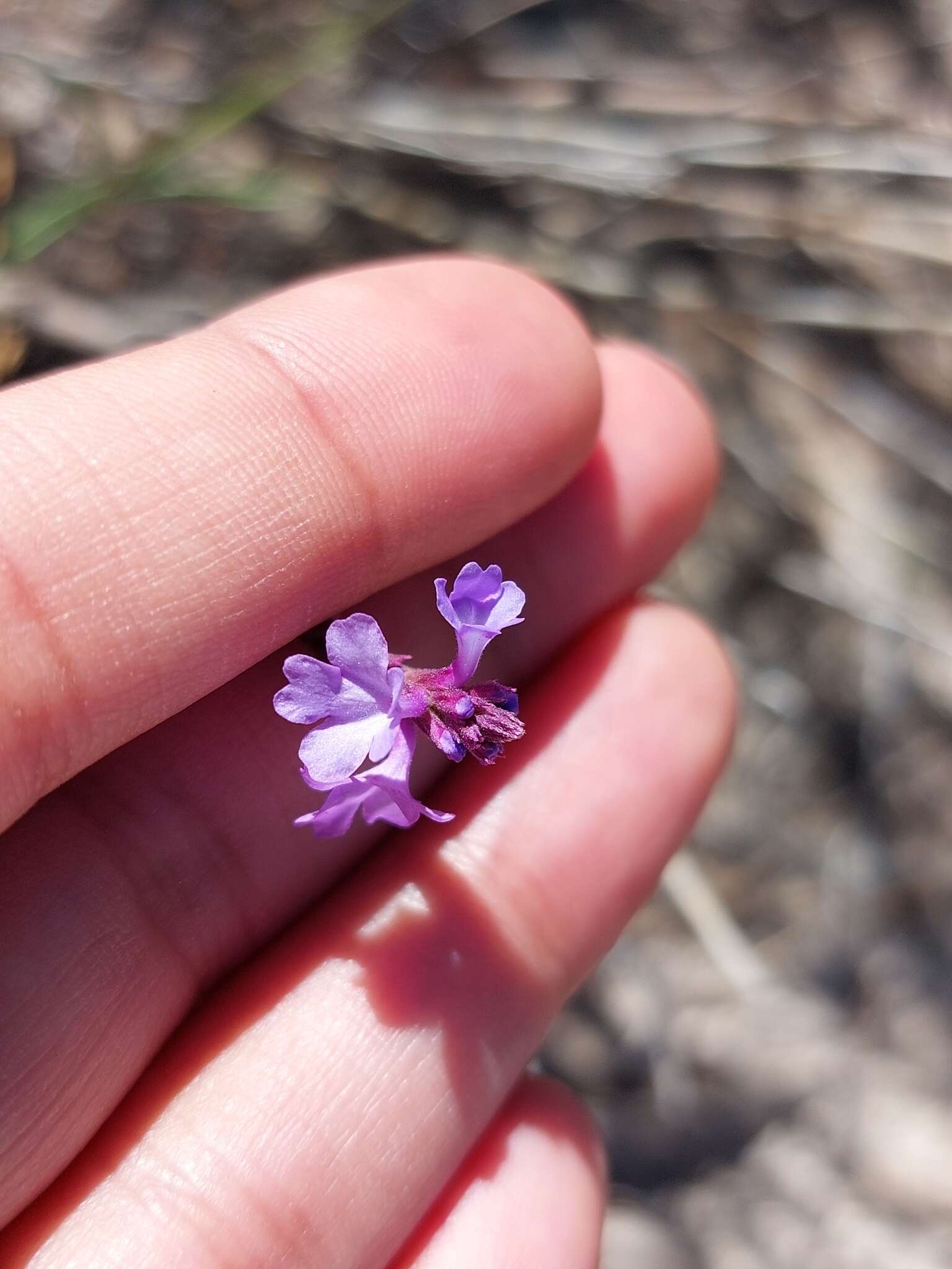 Image de Verbena simplex var. orcuttiana (L. M. Perry) N. O'Leary