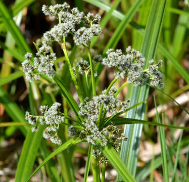 Imagem de Scirpus microcarpus J. Presl & C. Presl