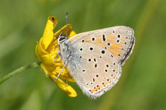 Image of <i>Lycaena hippothoe euridice</i> Rottemburg 1775