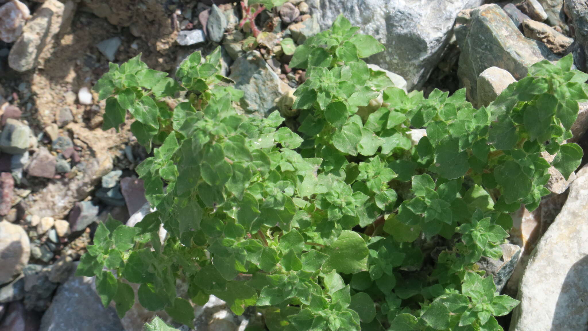 Imagem de Parietaria alsinifolia Del.