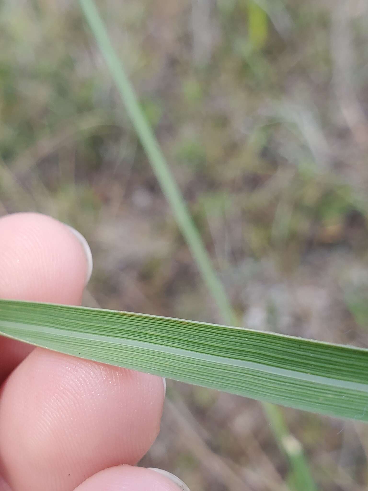 Image of Lopsided Indian Grass