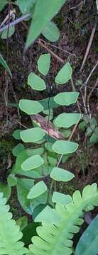 Image of Adiantum philippense L.