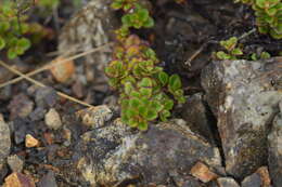 Image de Veronica hookeriana Walp.