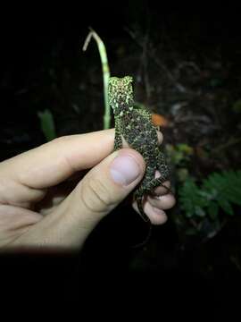 Image of Canelos Woodlizard