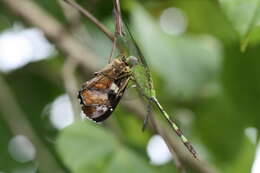 Image of Great Pondhawk