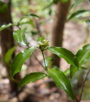 Image de Rinorea arborea (Thou.) Baill.