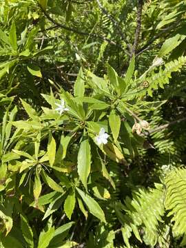 Imagem de Scaevola chamissoniana Gaud.