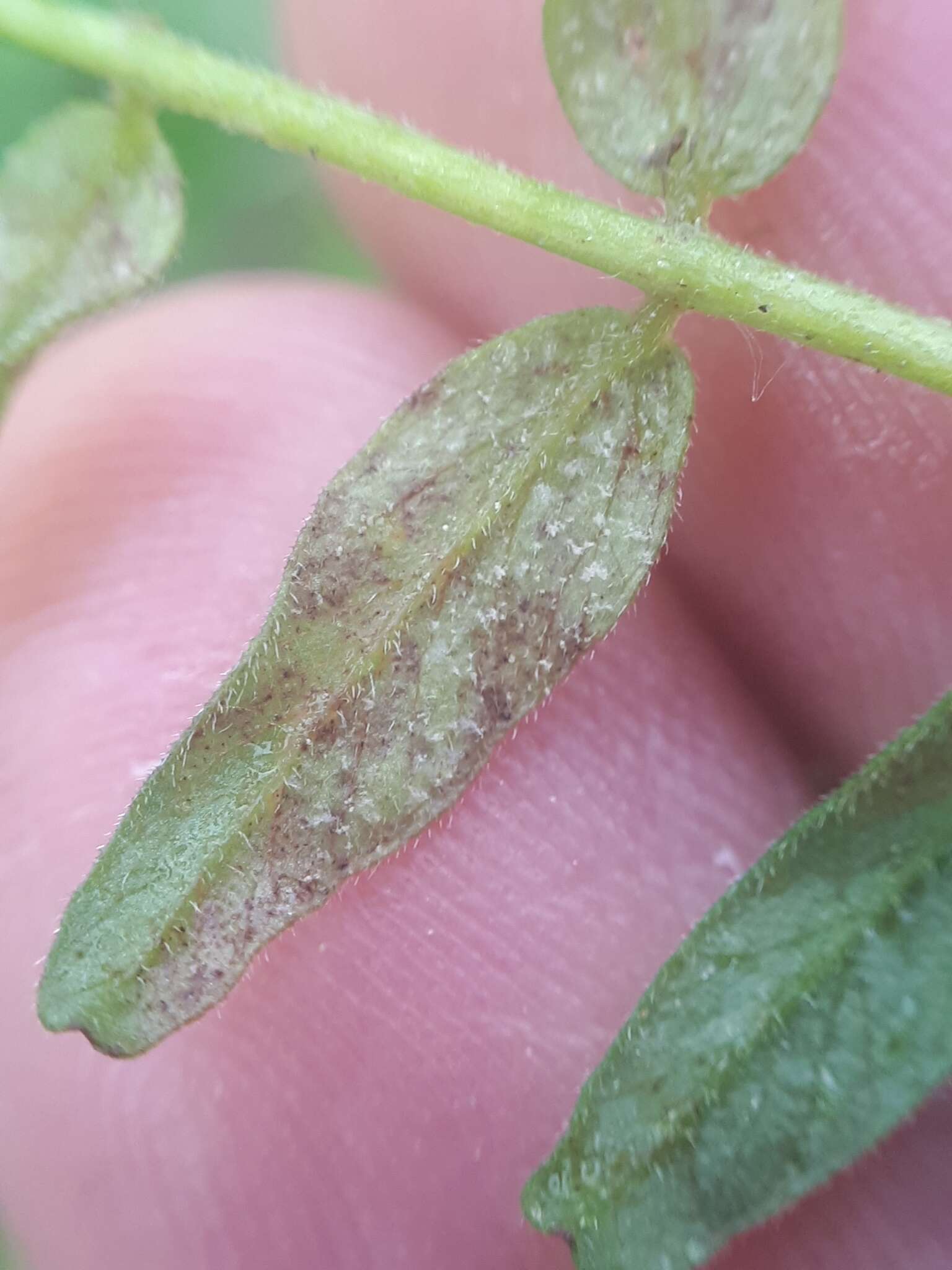 Image of Peronospora mayorii