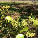 Слика од Coatesia paniculata F. Müll.