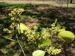 Image de Coatesia paniculata F. Müll.