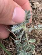 Dalea obovata (Torr. & A. Gray) Shinners resmi