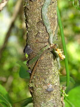 Image of leafless bentspur orchid