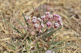 Image de Asclepias rosea Kunth