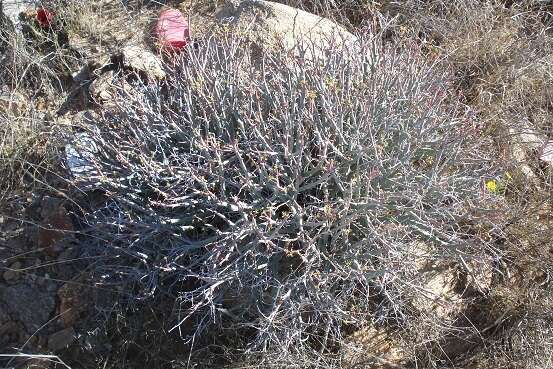 Imagem de Euphorbia gariepina subsp. gariepina